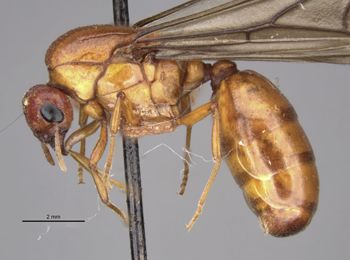 Media type: image;   Entomology 20971 Aspect: habitus lateral view